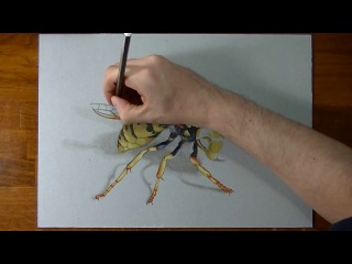 how do i draw a wasp